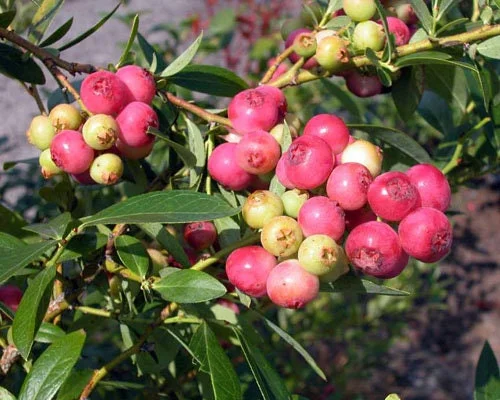 Pink Lemonade Blueberry Live Plant – 3 inch Pot – Sweet Pink Berries - Image 1