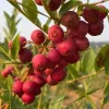 Pink Lemonade Blueberry Live Plant – 5.25" Pot – Edible Fruit - Image 1