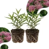 Pink Milkweed Live Plants – 2 Pack, 4-7" Tall, Butterfly Host Plant, Outdoor Perennial - Image 1
