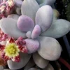 Pink Moonstone Succulent Live Plant – Pachyveria Oviferum – Potted Houseplant Pink Moonstone Succulent Live Plant – Pachyveria Oviferum – Potted Houseplant - Image 1
