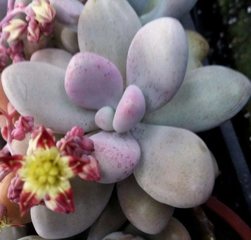 Pink Moonstone Succulent Live Plant – Pachyveria Oviferum – Potted Houseplant - Image 1
