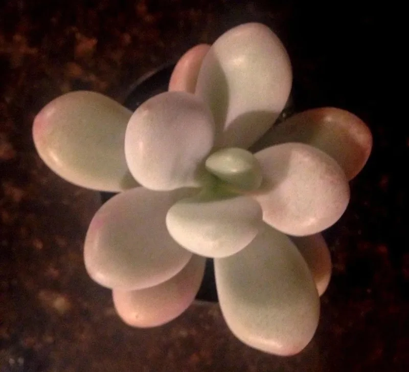 Pink Moonstone Succulent Live Plant – Pachyveria Oviferum – Potted Houseplant - Image 2