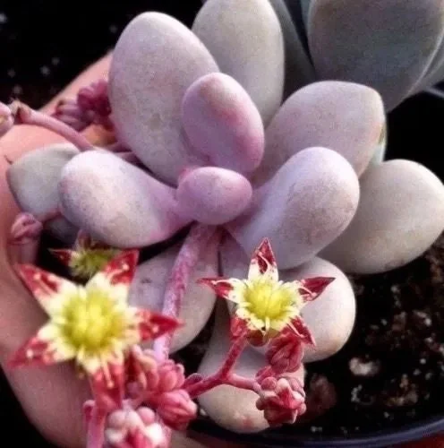 Pink Moonstone Succulent Live Plant – Pachyveria Oviferum – Potted Houseplant Pink Moonstone Succulent Live Plant – Pachyveria Oviferum – Potted Houseplant - Image 3
