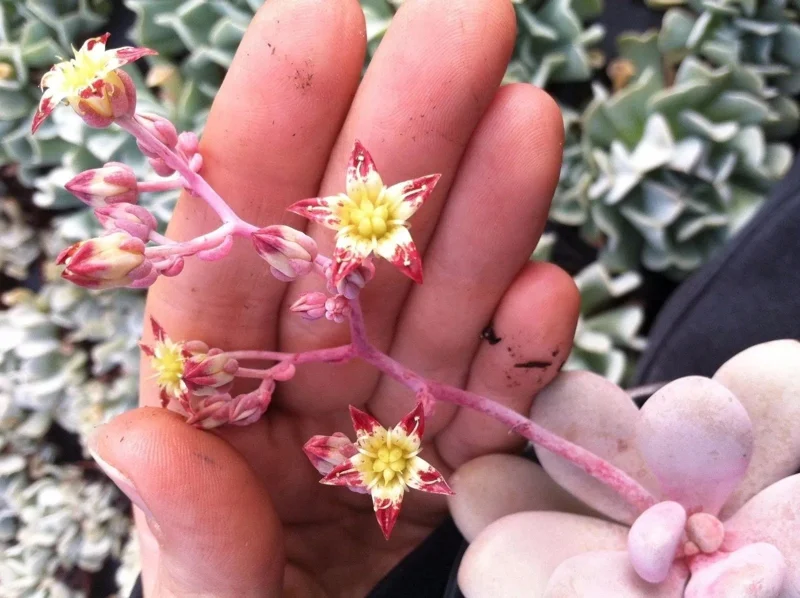 Pink Moonstone Succulent Live Plant – Pachyveria Oviferum – Potted Houseplant Pink Moonstone Succulent Live Plant – Pachyveria Oviferum – Potted Houseplant - Image 4
