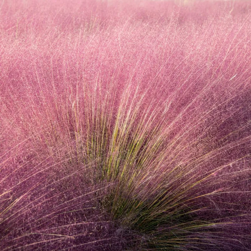 Pink Muhly Grass Live Plant – 4-6 Inches Tall – Soft Pink Plumes – Outdoor Landscape Ornamental Grass Pink Muhly Grass Live Plant – 4-6 Inches Tall – Soft Pink Plumes – Outdoor Landscape Ornamental Grass - Image 2