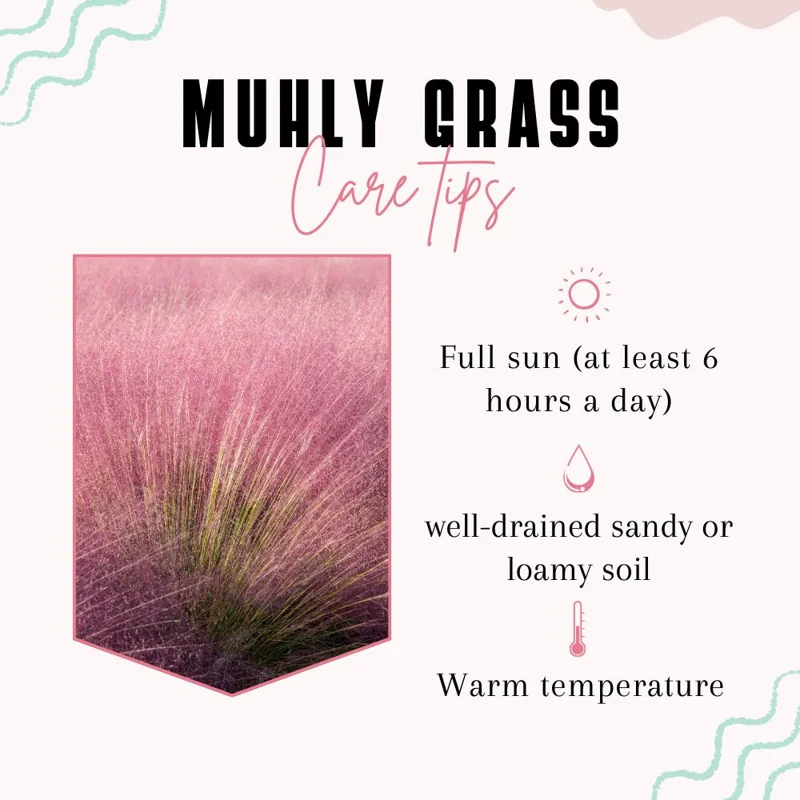 Pink Muhly Grass Live Plant – 4-6 Inches Tall – Soft Pink Plumes – Outdoor Landscape Ornamental Grass Pink Muhly Grass Live Plant – 4-6 Inches Tall – Soft Pink Plumes – Outdoor Landscape Ornamental Grass - Image 3
