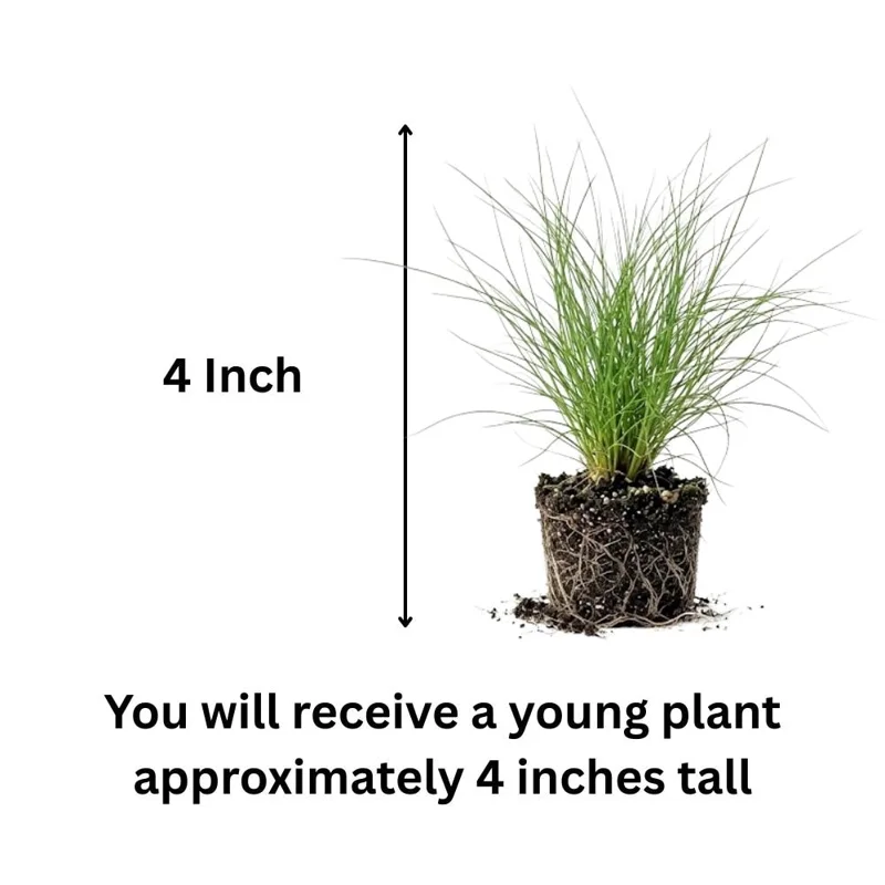 Pink Muhly Grass Live Plant – 4-6 Inches Tall – Soft Pink Plumes – Outdoor Landscape Ornamental Grass Pink Muhly Grass Live Plant – 4-6 Inches Tall – Soft Pink Plumes – Outdoor Landscape Ornamental Grass - Image 4