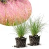 Pink Muhly Grass Live Plant – 4-6 Inches Tall – Soft Pink Plumes – Outdoor Landscape Ornamental Grass - Image 1