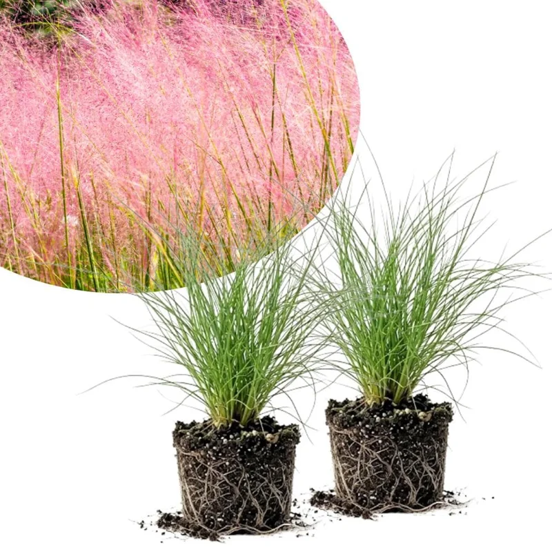 Pink Muhly Grass Live Plant – 4-6 Inches Tall – Soft Pink Plumes – Outdoor Landscape Ornamental Grass Pink Muhly Grass Live Plant – 4-6 Inches Tall – Soft Pink Plumes – Outdoor Landscape Ornamental Grass - Image 1
