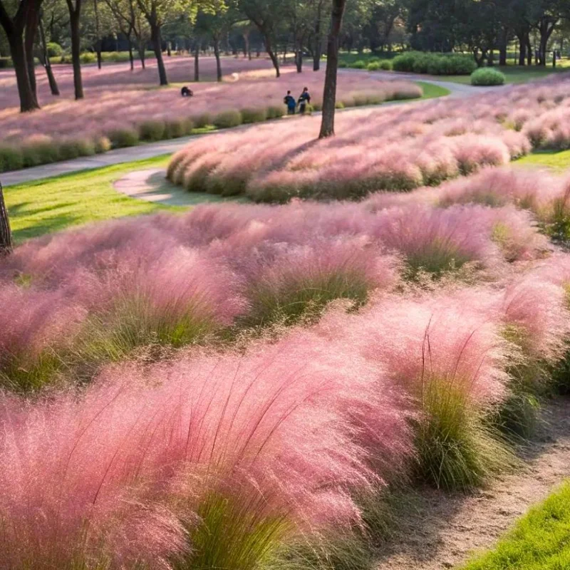 Pink Muhly Grass Live Plant – 4-6 Inches Tall – Soft Pink Plumes – Outdoor Landscape Ornamental Grass Pink Muhly Grass Live Plant – 4-6 Inches Tall – Soft Pink Plumes – Outdoor Landscape Ornamental Grass - Image 5