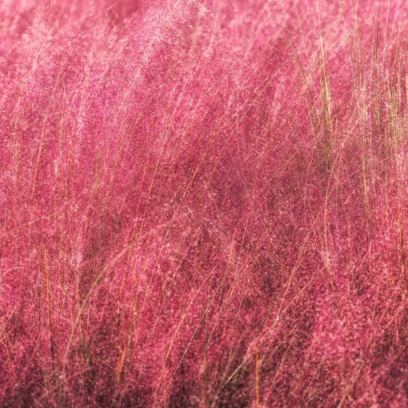 Pink Muhly Grass Live Plant – 4-6 Inches Tall – Soft Pink Plumes – Outdoor Landscape Ornamental Grass Pink Muhly Grass Live Plant – 4-6 Inches Tall – Soft Pink Plumes – Outdoor Landscape Ornamental Grass - Image 6