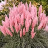 Pink Pampas Grass Live Plant 4-7 In Tall - Ornamental Outdoor Garden Grass - Image 1