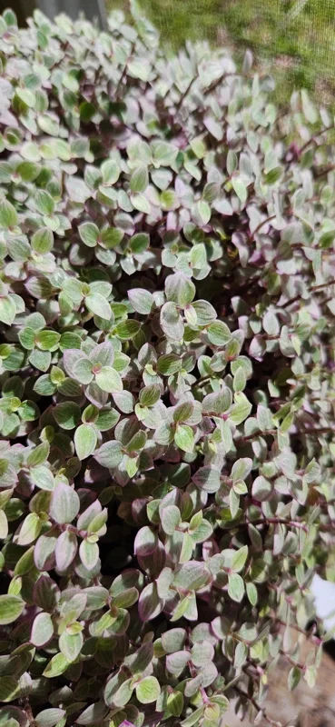 Pink Panther Callisia Repens Variegata Live Plant - Tri Color Bolivian Wandering Jewel Indoor Pink Panther Callisia Repens Variegata Live Plant - Tri Color Bolivian Wandering Jewel Indoor - Image 3