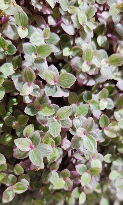 Pink Panther Callisia Repens Variegata Live Plant - Tri Color Bolivian Wandering Jewel Indoor - Image 1