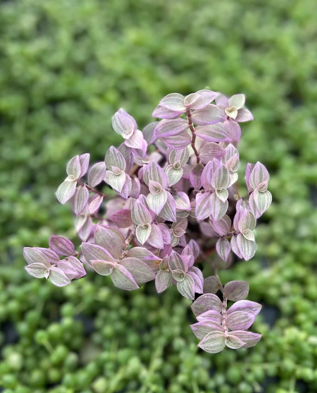 Pink Panther Callisia Repens Variegated Turtle Vine Live Plant Indoor - Image 2