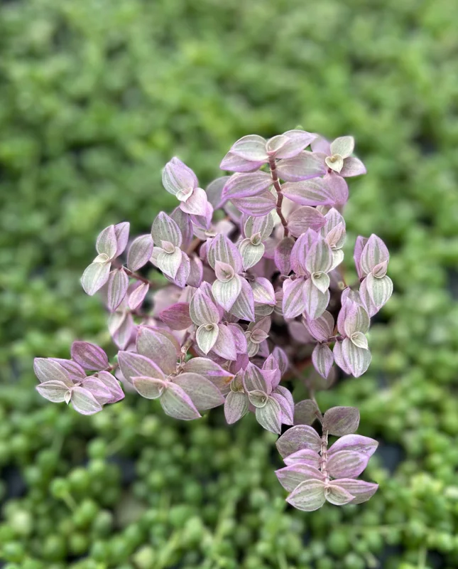 Pink Panther Callisia Repens Variegated Turtle Vine Live Plant – Indoor Houseplant - Image 2