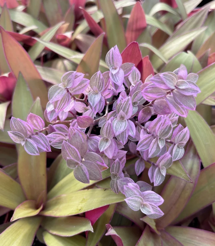 Pink Panther Callisia Repens Variegated Turtle Vine Live Plant – Indoor Houseplant - Image 1
