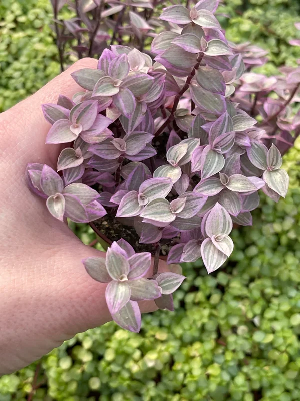 Pink Panther Callisia Repens Variegated Turtle Vine Live Plant Indoor Pink Panther Callisia Repens Variegated Turtle Vine Live Plant Indoor - Image 3