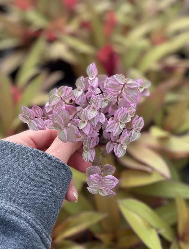 Pink Panther Callisia Repens Variegated Turtle Vine Live Plant Indoor Pink Panther Callisia Repens Variegated Turtle Vine Live Plant Indoor - Image 4