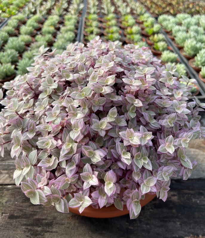 Pink Panther Callisia Repens Variegated Turtle Vine Live Plant Indoor Pink Panther Callisia Repens Variegated Turtle Vine Live Plant Indoor - Image 5