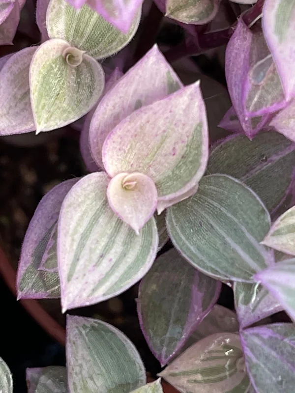 Pink Panther Callisia Repens Variegated Turtle Vine Live Plant Indoor Pink Panther Callisia Repens Variegated Turtle Vine Live Plant Indoor - Image 6