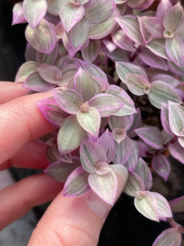 Pink Panther Callisia Repens Variegated Turtle Vine Live Plant Indoor Pink Panther Callisia Repens Variegated Turtle Vine Live Plant Indoor - Image 7