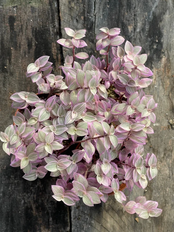 Pink Panther Callisia Repens Variegated Turtle Vine Live Plant Indoor Pink Panther Callisia Repens Variegated Turtle Vine Live Plant Indoor - Image 8