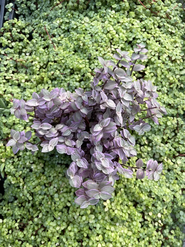 Pink Panther Callisia Repens Variegated Turtle Vine Live Plant Indoor Pink Panther Callisia Repens Variegated Turtle Vine Live Plant Indoor - Image 9