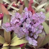 Pink Panther Callisia Repens Variegated Turtle Vine Live Plant Indoor - Image 1