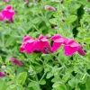 Pink Skullcap Live Plant - Scutellaria suffrutescens, 1 Gallon Pot Pink Skullcap Live Plant - Scutellaria suffrutescens, 1 Gallon Pot - Image 1