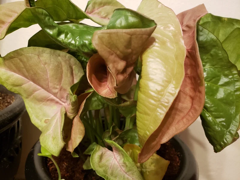 Pink Syngonium Podophyllum Live Plant - Neon Robusta Arrowhead Vine Indoor - Image 2