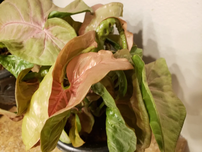 Pink Syngonium Podophyllum Live Plant - Neon Robusta Arrowhead Vine Indoor - Image 1