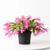 Pink Thanksgiving Cactus Live Plant – Zygocactus Succulent in 4 Inch Pot – Indoor Holiday Flowering Plant - Image 1