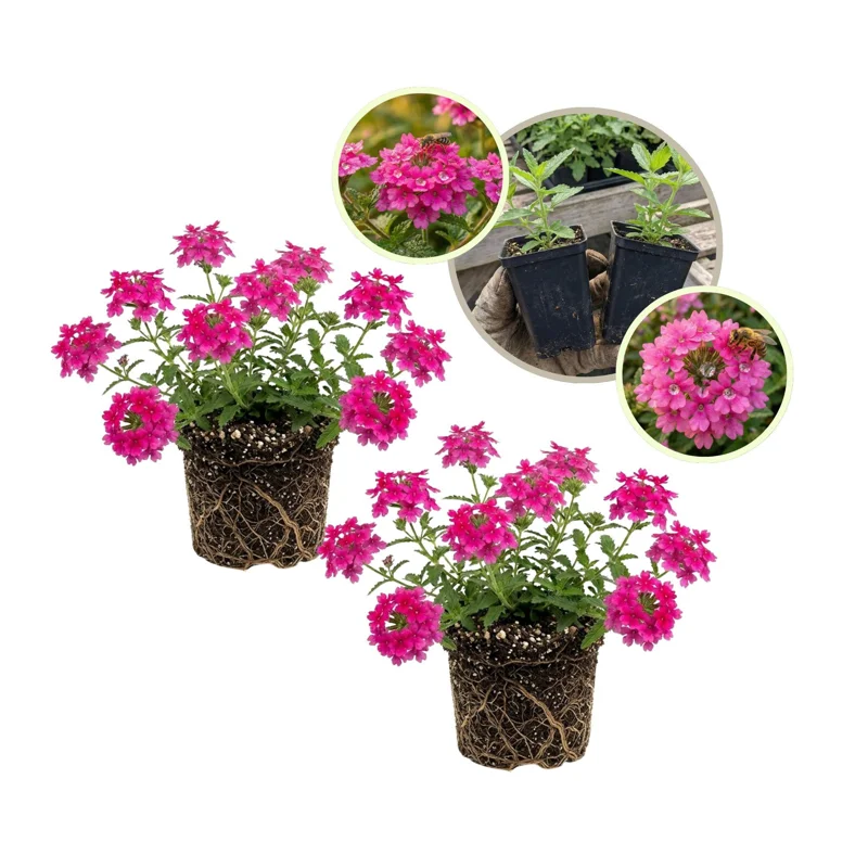 Pink Verbena Live Plant – Set of 2, 4-7 inch Tall – Ground Cover Flowering Outdoor Plant - Image 1