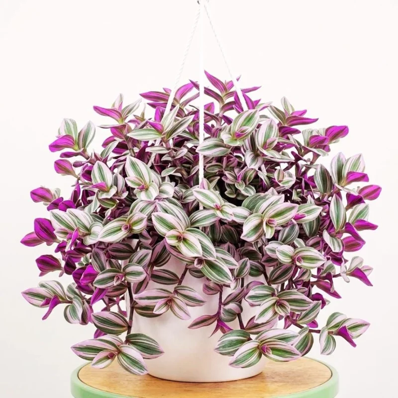 Pink Wandering Jew Live Plant - Tradescantia Nanouk in 3 Inch Pot, 3-5 Inches Tall - Image 2