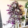 Pink Wandering Jew Live Plant - Tradescantia Nanouk in 3 Inch Pot, 3-5 Inches Tall - Image 1