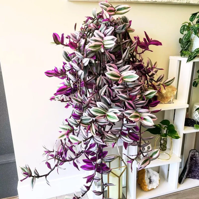 Pink Wandering Jew Live Plant - Tradescantia Nanouk in 3 Inch Pot, 3-5 Inches Tall - Image 1