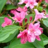 Pink Weigela Live Shrub – 4-Inch Pot – Outdoor Flowering Plant - Image 1