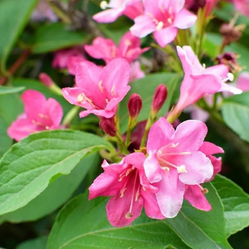 Pink Weigela Live Shrub – 4-Inch Pot – Outdoor Flowering Plant Pink Weigela Live Shrub – 4-Inch Pot – Outdoor Flowering Plant - Image 1