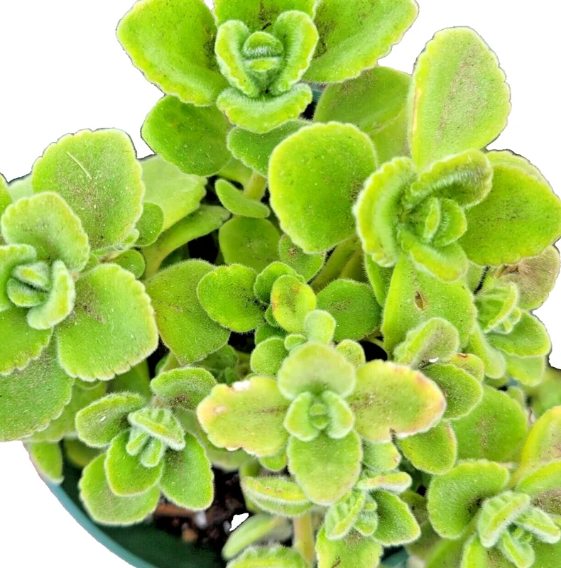 Plectranthus Coleoides Variegata Swedish Ivy - 3 Live 4" Plant Cuttings Plectranthus Coleoides Variegata Swedish Ivy - 3 Live 4" Plant Cuttings - Image 2