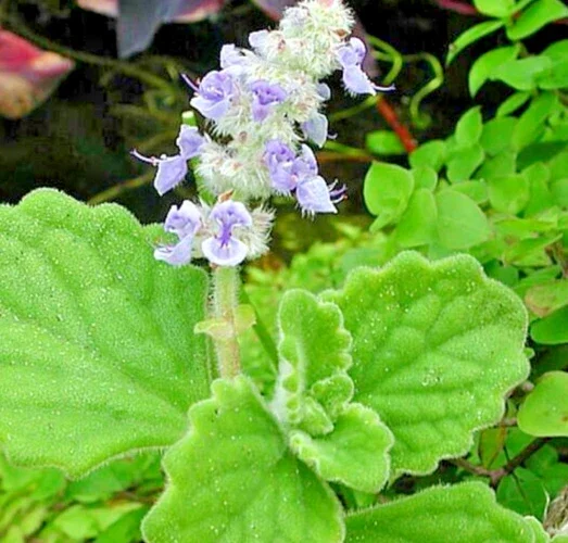 Plectranthus Coleoides Variegata Swedish Ivy - 3 Live 4" Plant Cuttings Plectranthus Coleoides Variegata Swedish Ivy - 3 Live 4" Plant Cuttings - Image 3