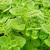 Plectranthus Coleoides Variegata Swedish Ivy - 3 Live 4" Plant Cuttings - Image 1