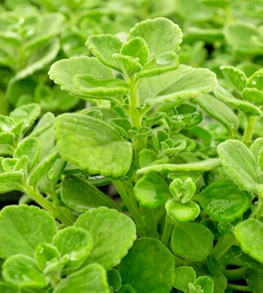 Plectranthus Coleoides Variegata Swedish Ivy - 3 Live 4" Plant Cuttings Plectranthus Coleoides Variegata Swedish Ivy - 3 Live 4" Plant Cuttings - Image 1