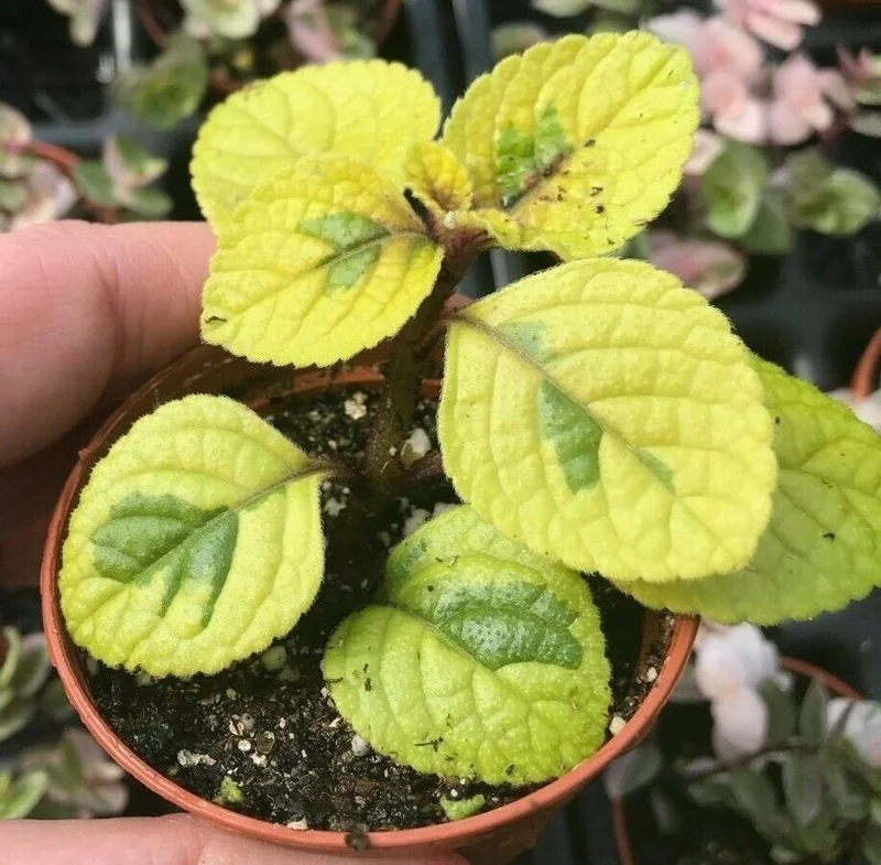 Plectranthus Lime Light Live Plant – 4x 2-inch Pots – Indoor/Outdoor Plectranthus Lime Light Live Plant – 4x 2-inch Pots – Indoor/Outdoor - Image 2