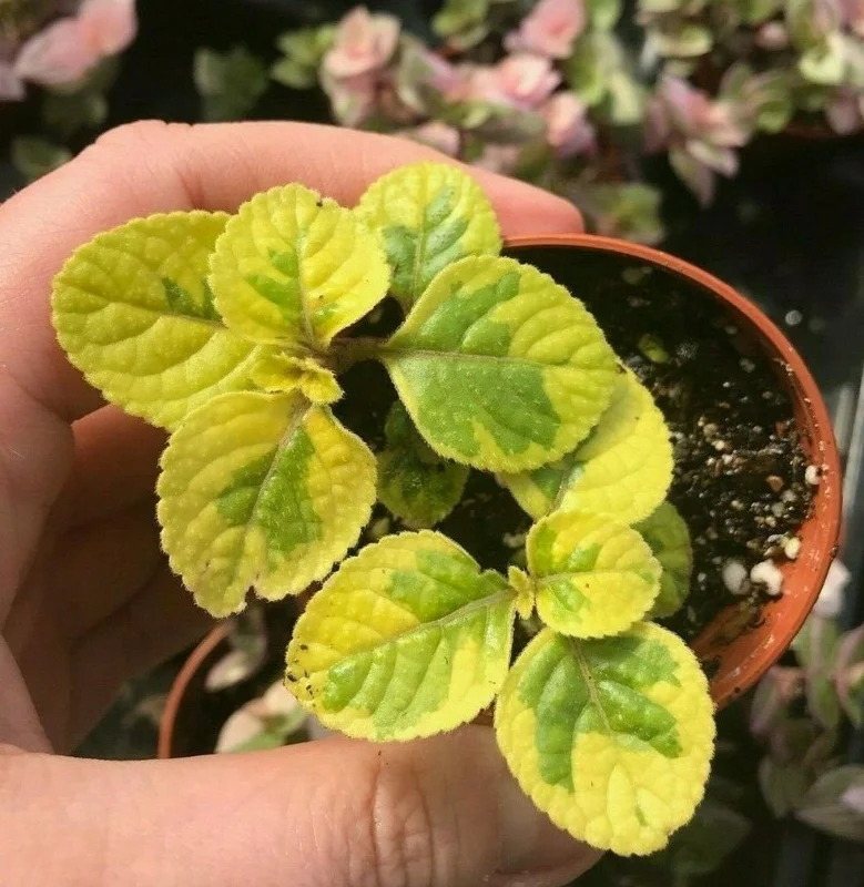 Plectranthus Lime Light Live Plant – 4x 2-inch Pots – Indoor/Outdoor Plectranthus Lime Light Live Plant – 4x 2-inch Pots – Indoor/Outdoor - Image 3
