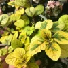Plectranthus Lime Light Live Plant – 4x 2-inch Pots – Indoor/Outdoor Plectranthus Lime Light Live Plant – 4x 2-inch Pots – Indoor/Outdoor - Image 1