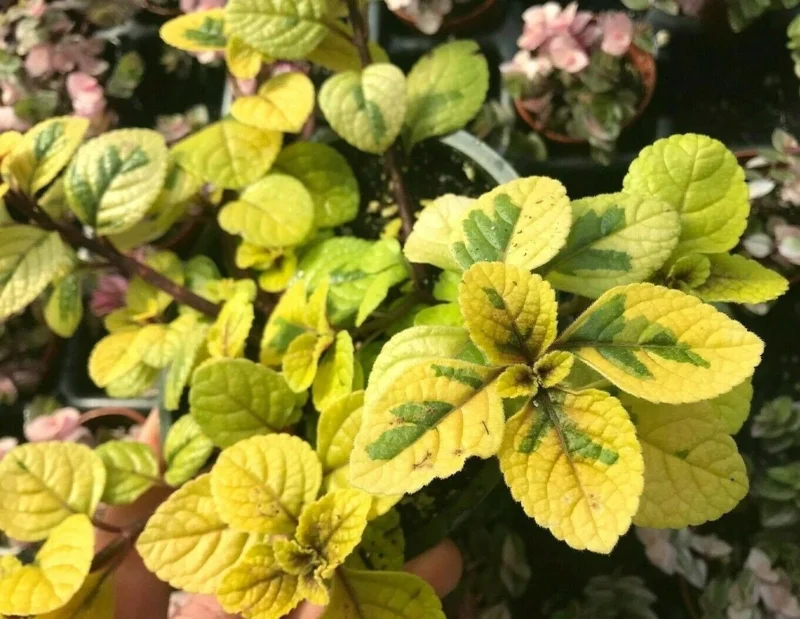 Plectranthus Lime Light Live Plant – 4x 2-inch Pots – Indoor/Outdoor Plectranthus Lime Light Live Plant – 4x 2-inch Pots – Indoor/Outdoor - Image 1