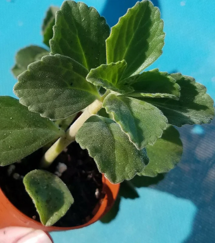 Plectranthus Neochilus Live Plant – Fuzzy Green Lobster Flower – Swedish Ivy Spur Flower - Image 2