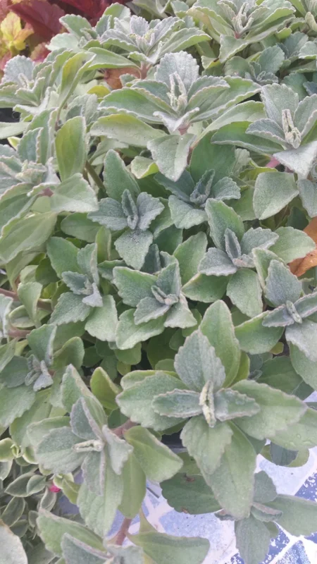 Plectranthus Neochilus Live Plant – Fuzzy Green Lobster Flower – Swedish Ivy Spur Flower Plectranthus Neochilus Live Plant – Fuzzy Green Lobster Flower – Swedish Ivy Spur Flower - Image 3