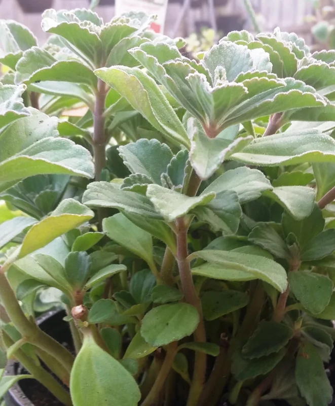 Plectranthus Neochilus Live Plant – Fuzzy Green Lobster Flower – Swedish Ivy Spur Flower Plectranthus Neochilus Live Plant – Fuzzy Green Lobster Flower – Swedish Ivy Spur Flower - Image 4